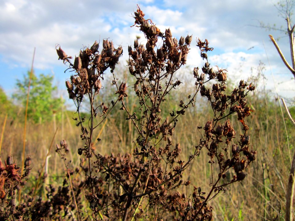 20120922Hypericum_perforatum3