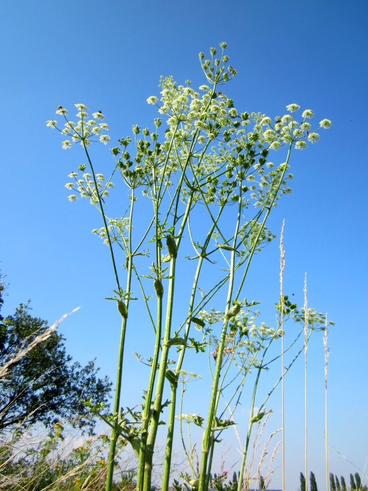 20120726Heracleum_sphondylium7