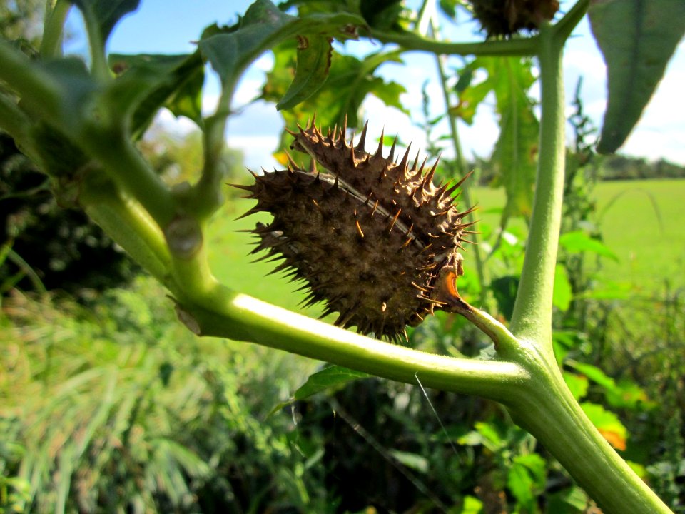 20120919Datura_stramonium5