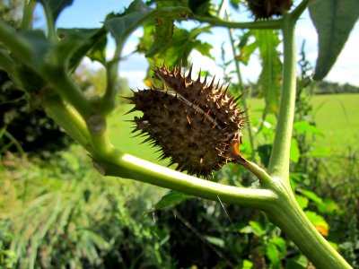 20120919Datura_stramonium5