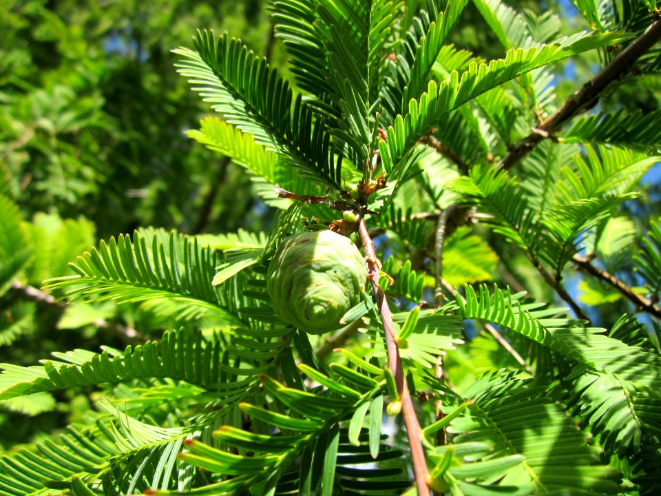 20120919Urweltmammutbaum_Hockenheim12