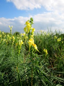 20120922Linaria_vulgaris5