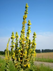 20120725Verbascum_thapsus4