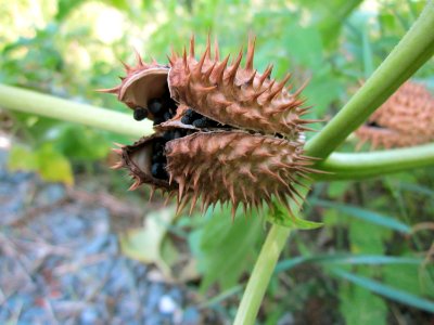 20120919Datura_stramonium4