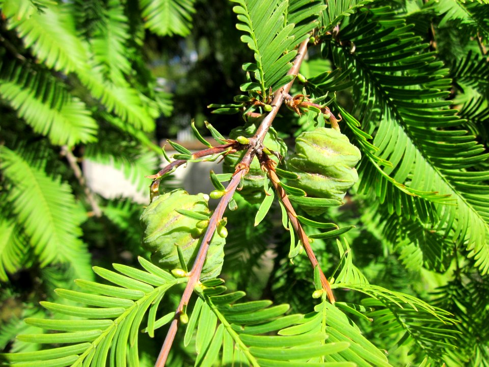 20120919Urweltmammutbaum_Hockenheim14