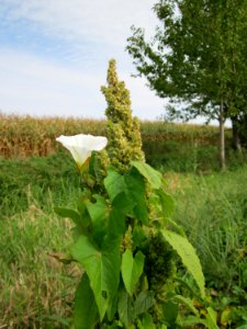 20120920Zaunwinde_Hockenheim2