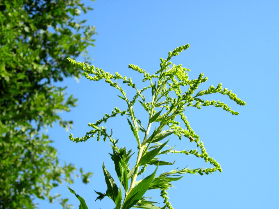 20120725Solidago_canadensis6