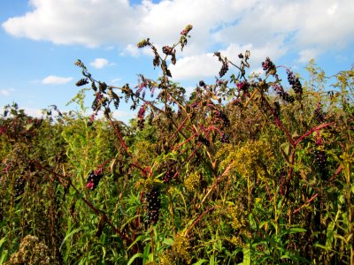 20120922Phytolacca_americana_-_Solidago_canadensis3