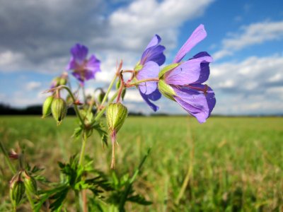20120919Geranium_pratense2