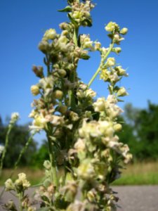 20120725Verbascum_lychnitis3