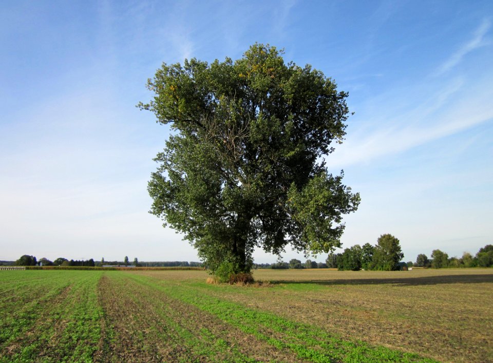 20120920Schwarzpappel_Hockenheim01