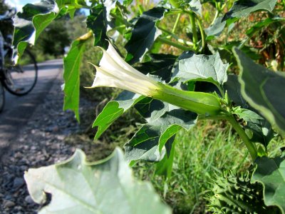 20120919Datura_stramonium1