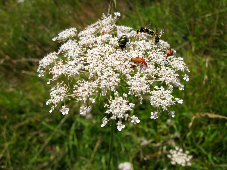 20120723Daucus_carota