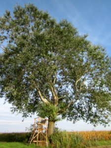 20120920Silberpappel_Hockenheim3