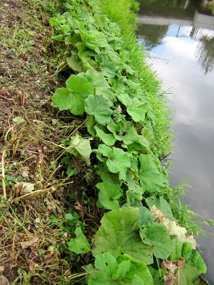 20120922Petasites_hybridus2