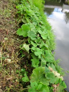 20120922Petasites_hybridus2