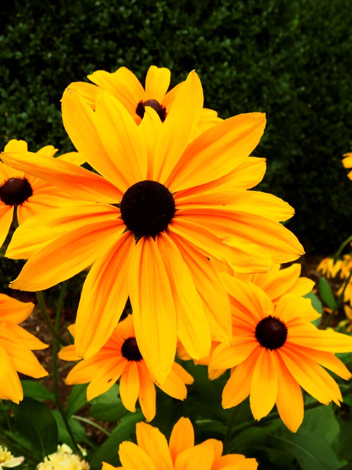 Plant nature bloom