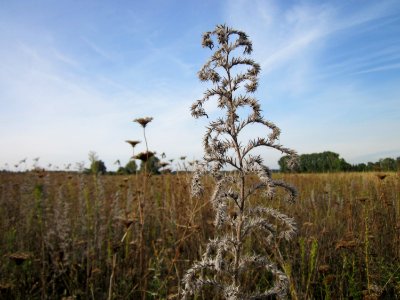 20120920Natternkopf_Hockenheim3
