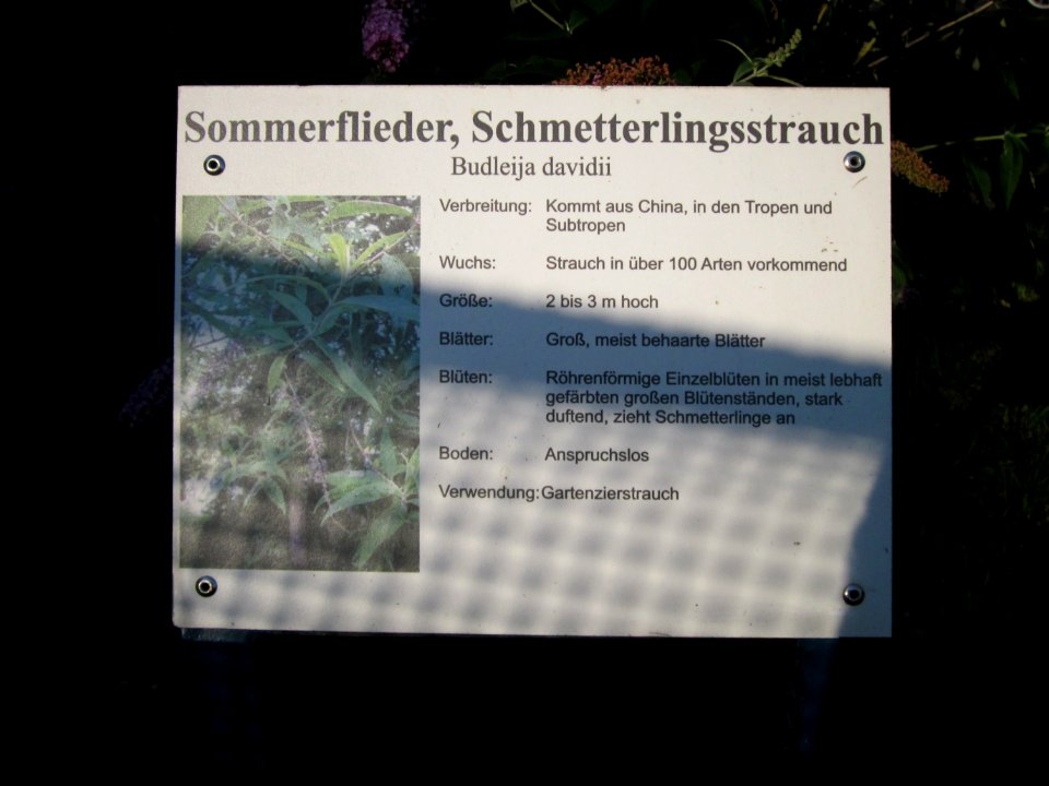 20120724Buddleja_davidii1