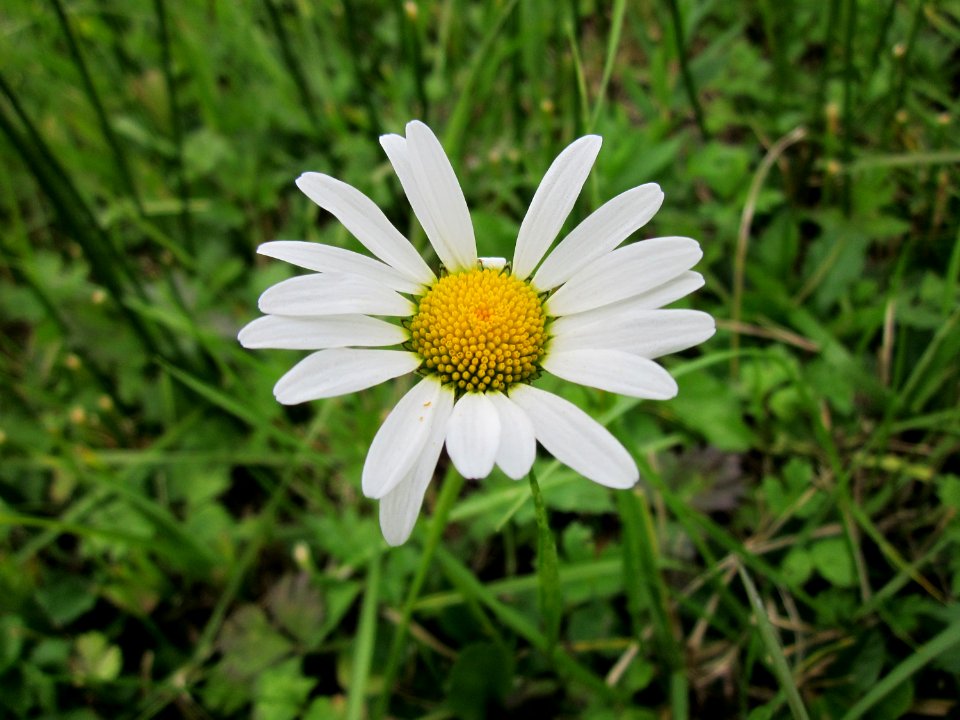 20120918Leucanthemum_vulgare