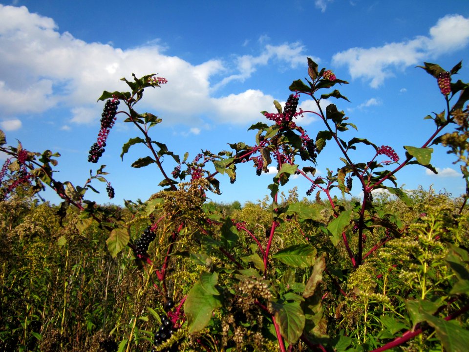 20120922Phytolacca_americana_-_Solidago_canadensis2