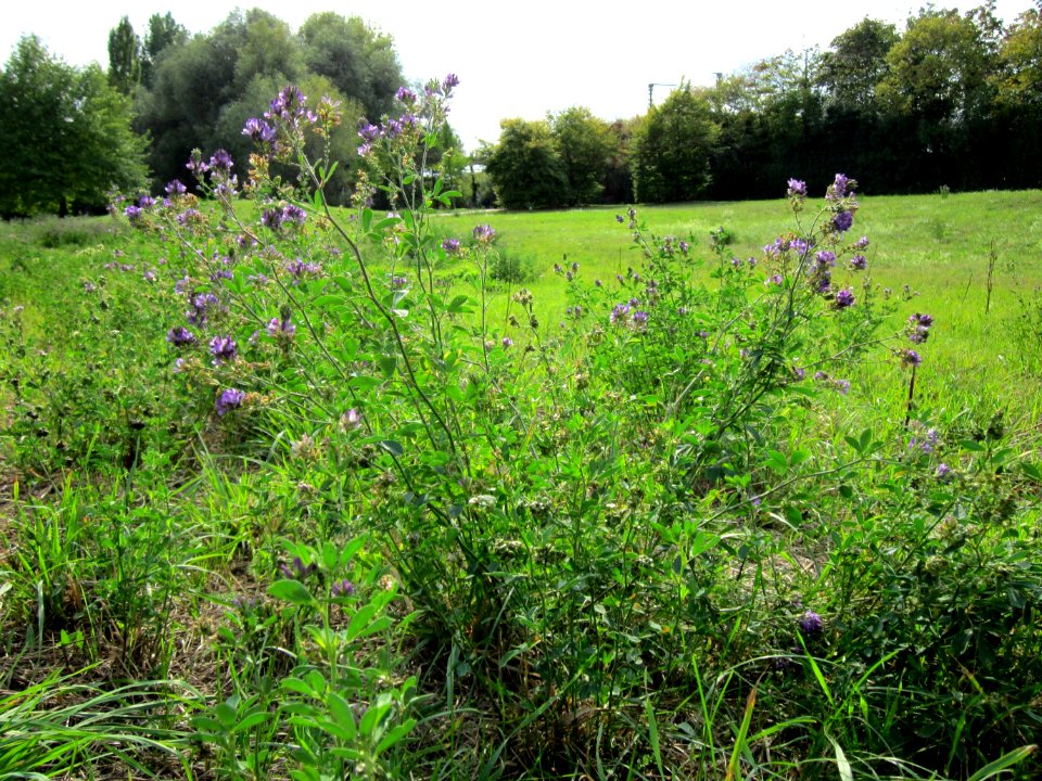 20120918Medicago_×_varia2