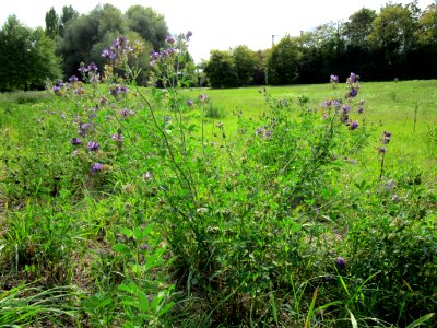 20120918Medicago_×_varia2