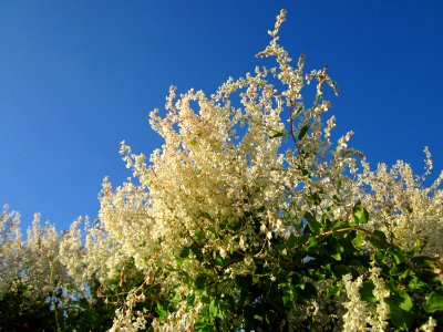 20120922Fallopia_baldschuanica3