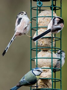 Garden bird bird feeder photo