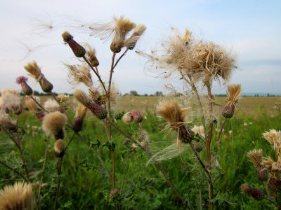 20120923Distel_Hockenheimer_Rheinbogen3