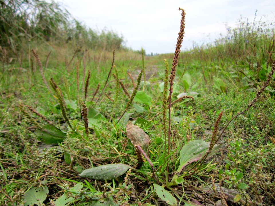 20120923Plantago_major