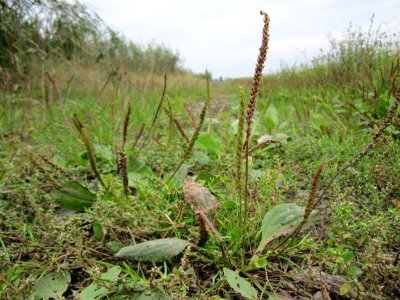 20120923Plantago_major