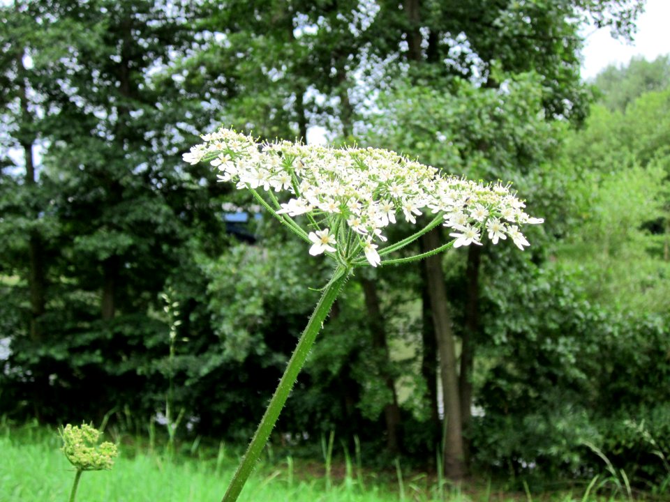 20120720Heracleum_sphondylium2