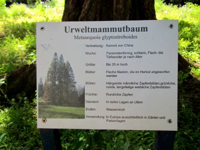 20120919Urweltmammutbaum_Hockenheim15