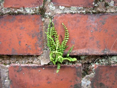 20120720Asplenium_trichomanes1