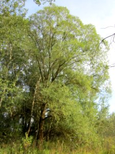 20120921Tongruben_Siegelhain03