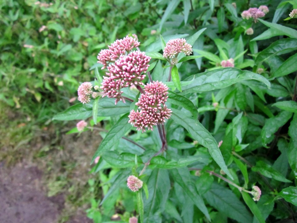 20120720Eupatorium_cannabinum1
