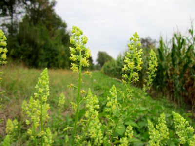 20120923Gelber_Wau_Hockenheimer_Rheinbogen2