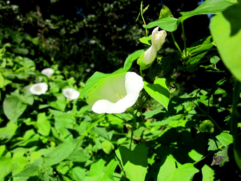 20120908Calystegia_sepium2
