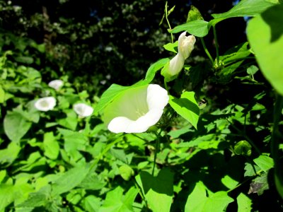 20120908Calystegia_sepium2