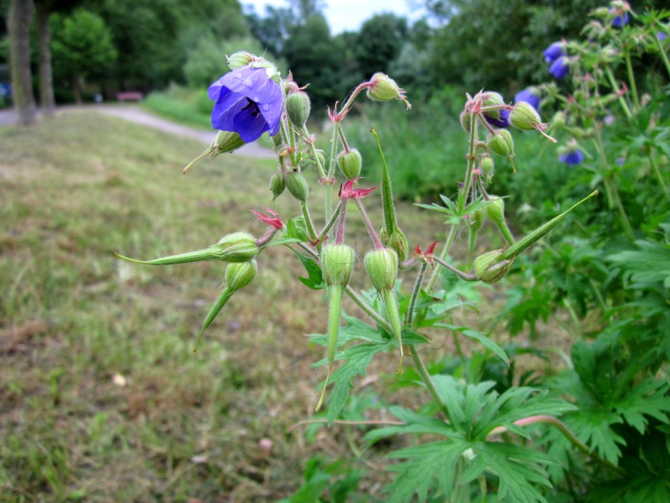 20120720Geranium_pratense1