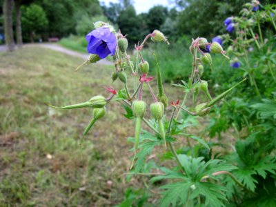20120720Geranium_pratense1