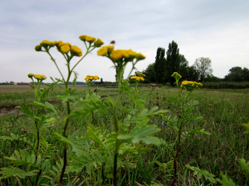 20120923Rainfarn_Hockenheim2