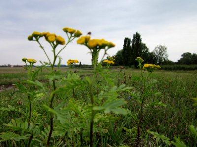 20120923Rainfarn_Hockenheim2