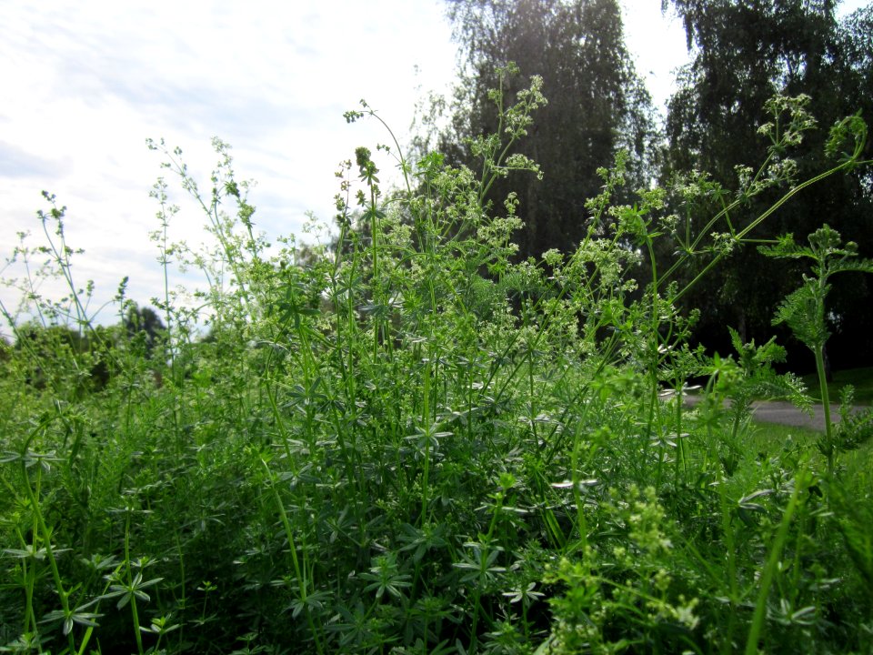 20120918Galium_mollugo2