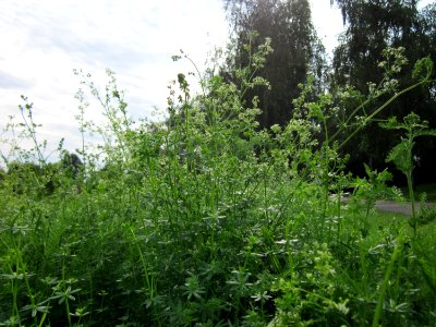 20120918Galium_mollugo2