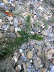 20120923Rheinauenwald_Altlussheim04