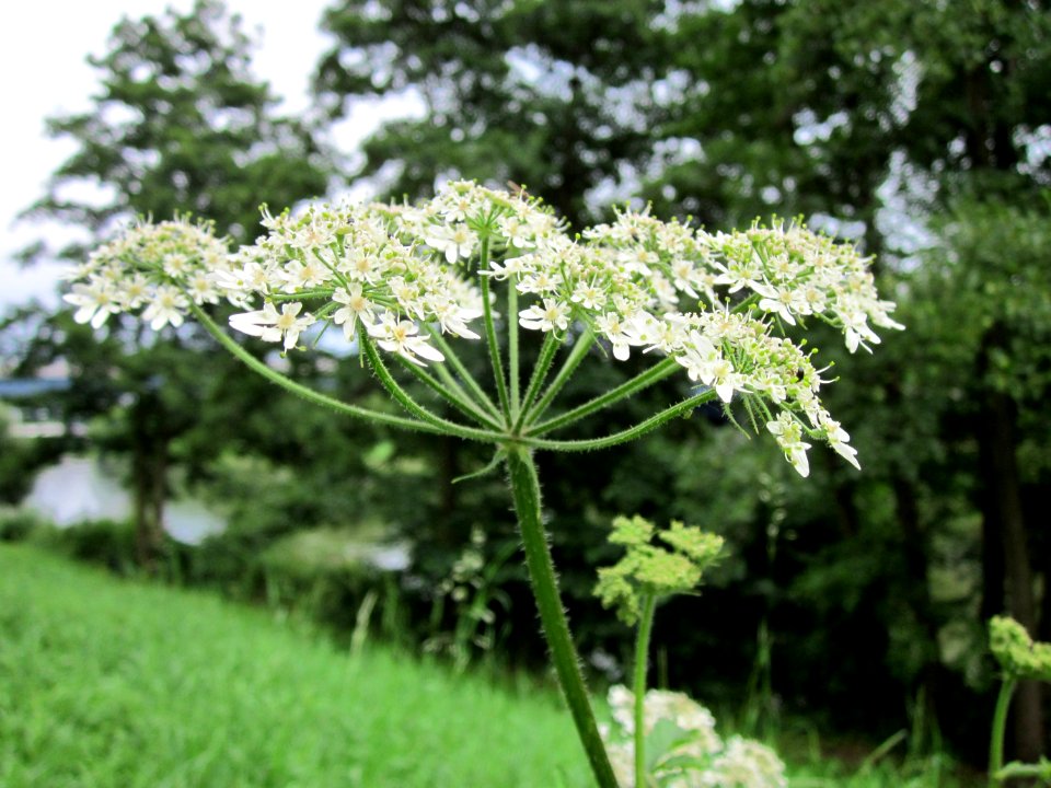 20120720Heracleum_sphondylium1