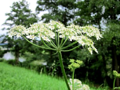 20120720Heracleum_sphondylium1