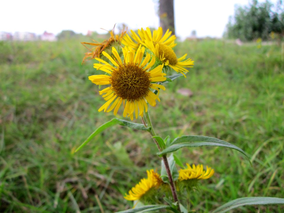 20120923Rheinauenwald_Altlussheim13